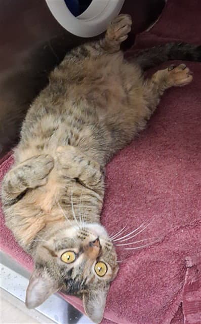 Cuddleshy - Domestic Short Hair
