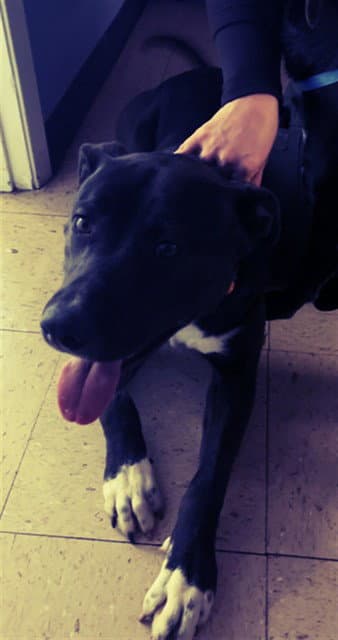 Cadete - Pit Bull Terrier