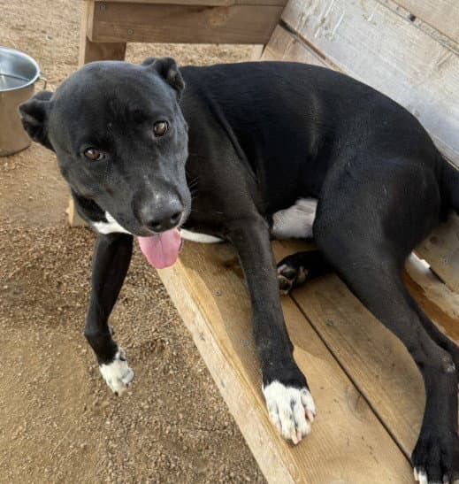 Cadete - Pit Bull Terrier