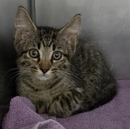 Monty image 1