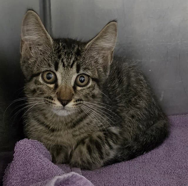 Monty - Domestic Short Hair