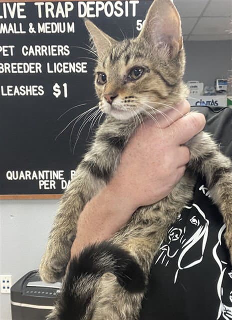 Purrl Jam - Domestic Short Hair