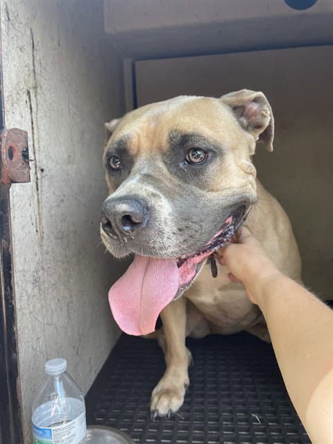 Jane - Pit Bull Terrier