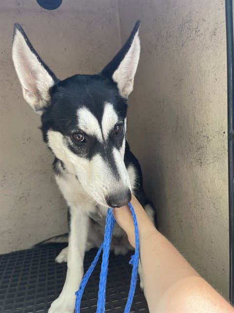 Ocean - Siberian Husky