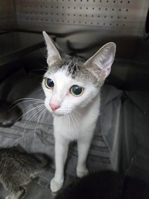 Lady - Domestic Short Hair