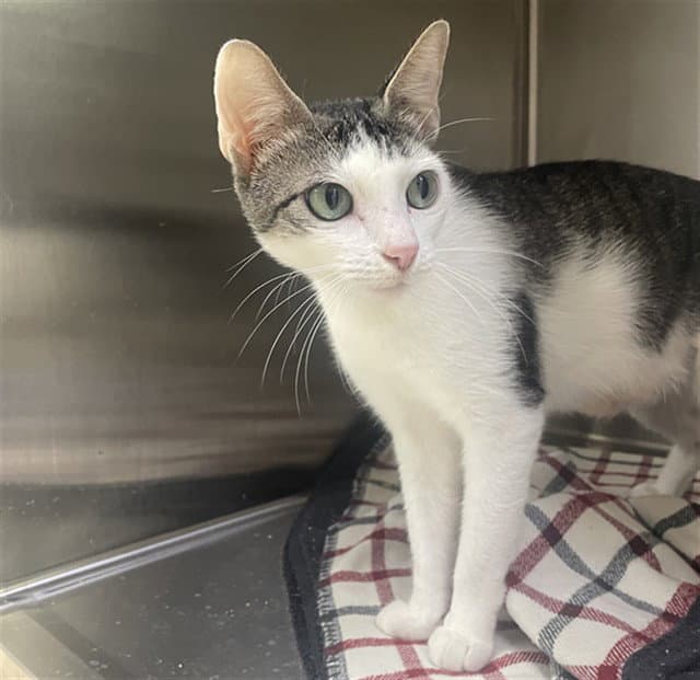 Lady - Domestic Short Hair