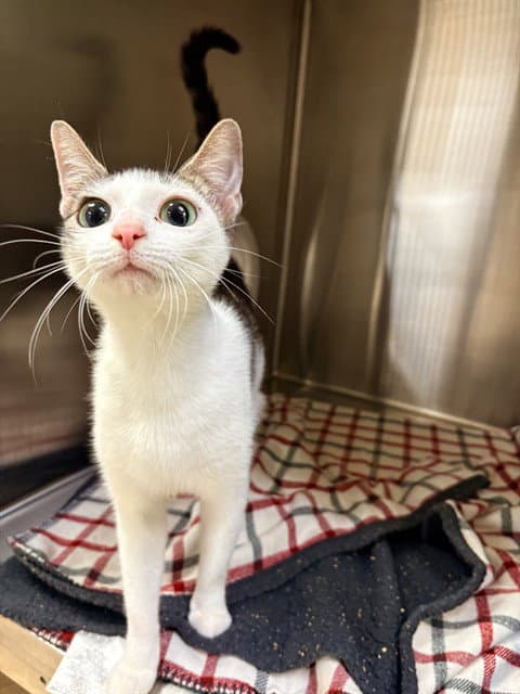Lady - Domestic Short Hair