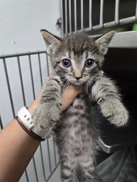 July - Domestic Short Hair