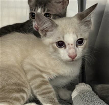 Everything Bagel - Domestic Short Hair