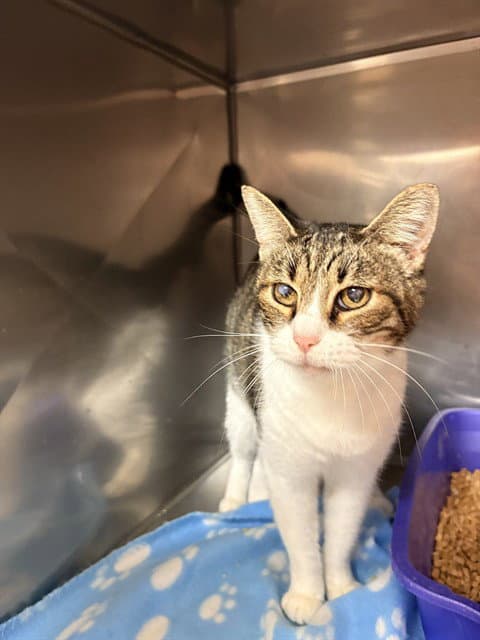 Gravy - Domestic Short Hair