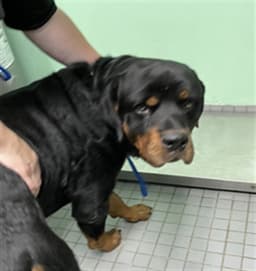 Big Boy image 1