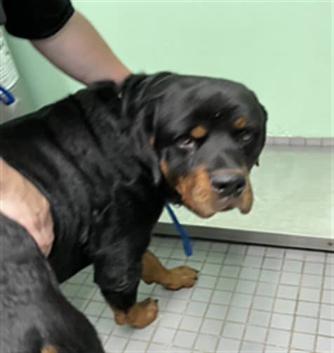 Big Boy - Rottweiler