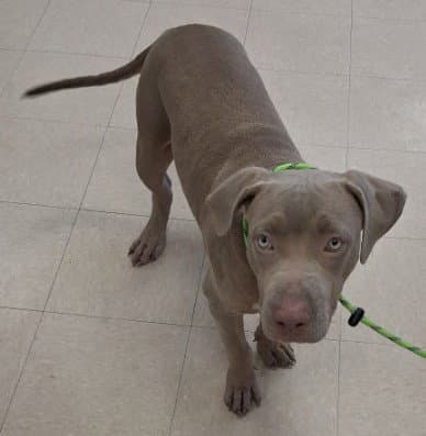 Bama - Pit Bull Terrier