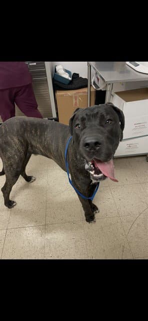 Scooby - Great Dane