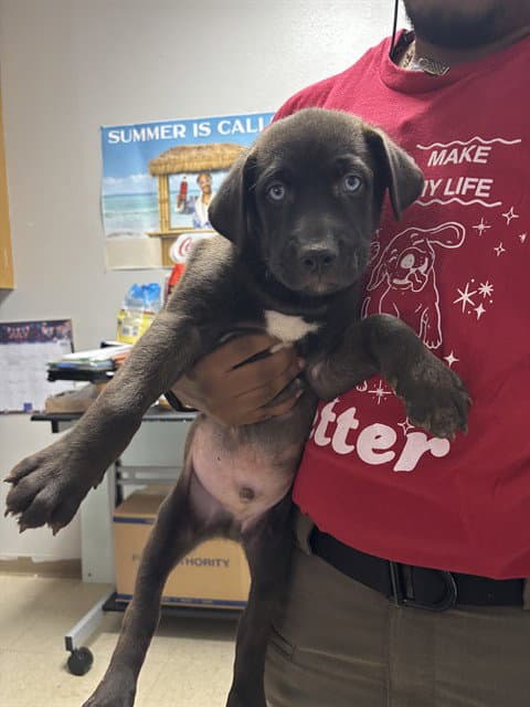 Milo - Labrador Retriever