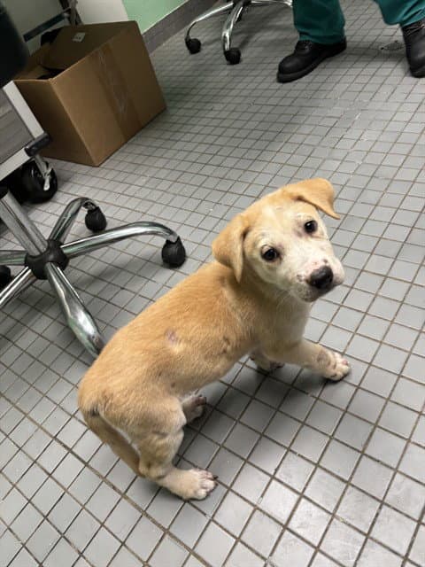 Otis - Labrador Retriever