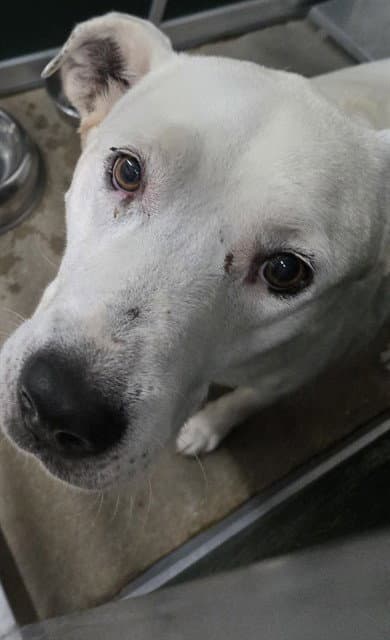 Ace - American Bulldog