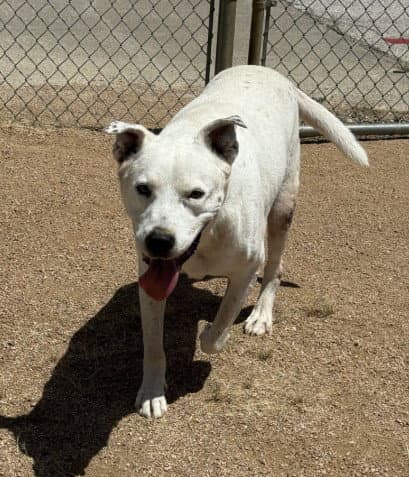Ace - American Bulldog