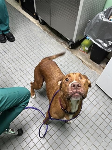 Flame - Pit Bull Terrier