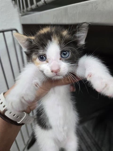 Mimi - Domestic Short Hair