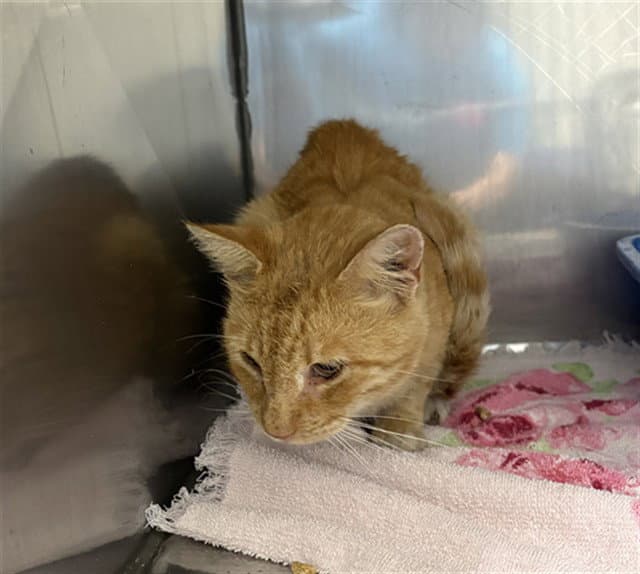 Abraham - Domestic Short Hair
