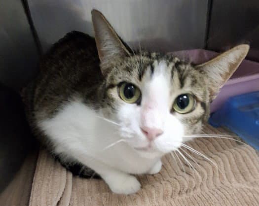 Lola - Domestic Short Hair