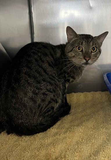 Hubert - Domestic Short Hair