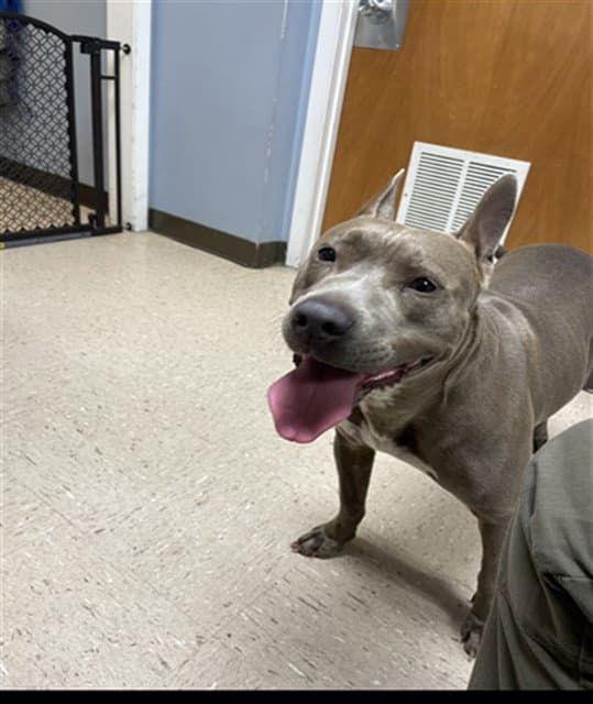 Nova - Pit Bull Terrier
