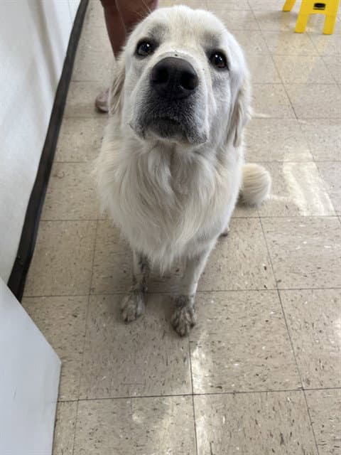 Chuck - Great Pyrenees