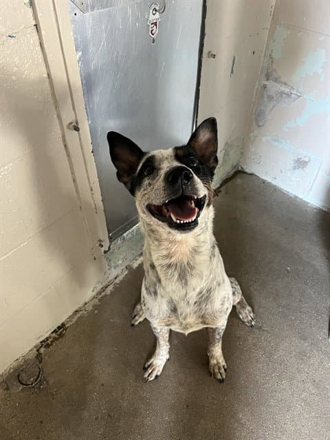 Shiny - Australian Cattle Dog/Blue Heeler