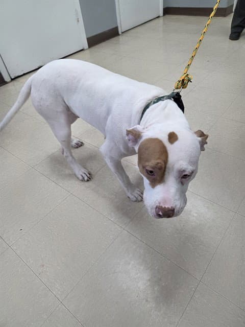 Winona - Pit Bull Terrier