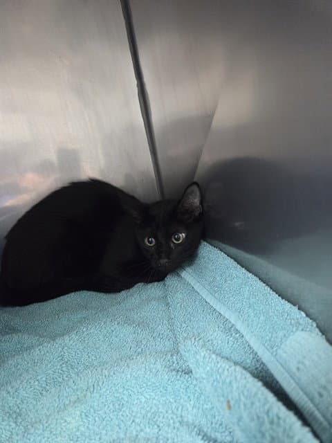 Noctis - Domestic Short Hair