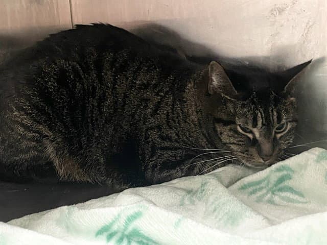 Zoey - Domestic Short Hair