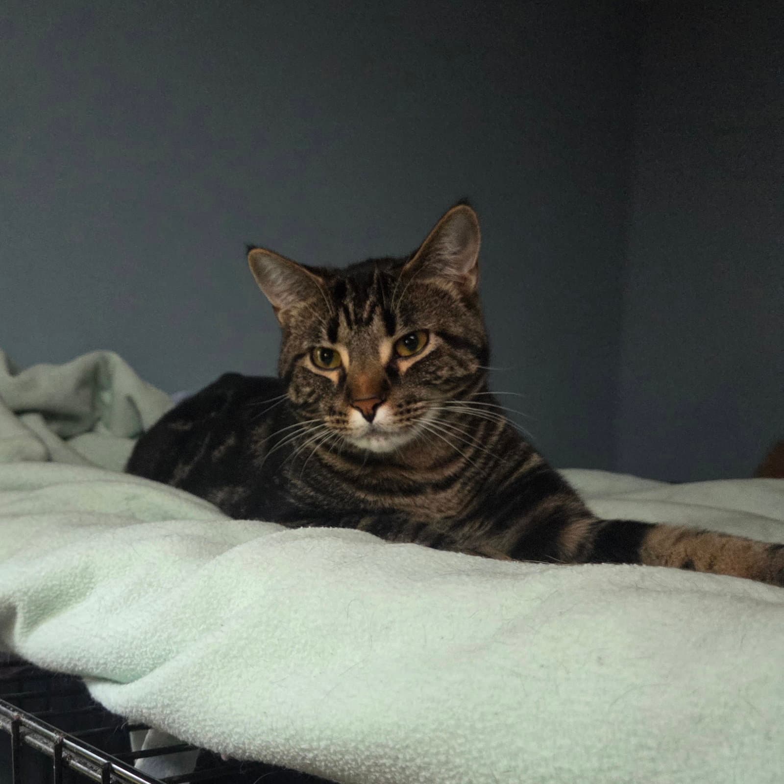 Phritz - Domestic Short Hair
