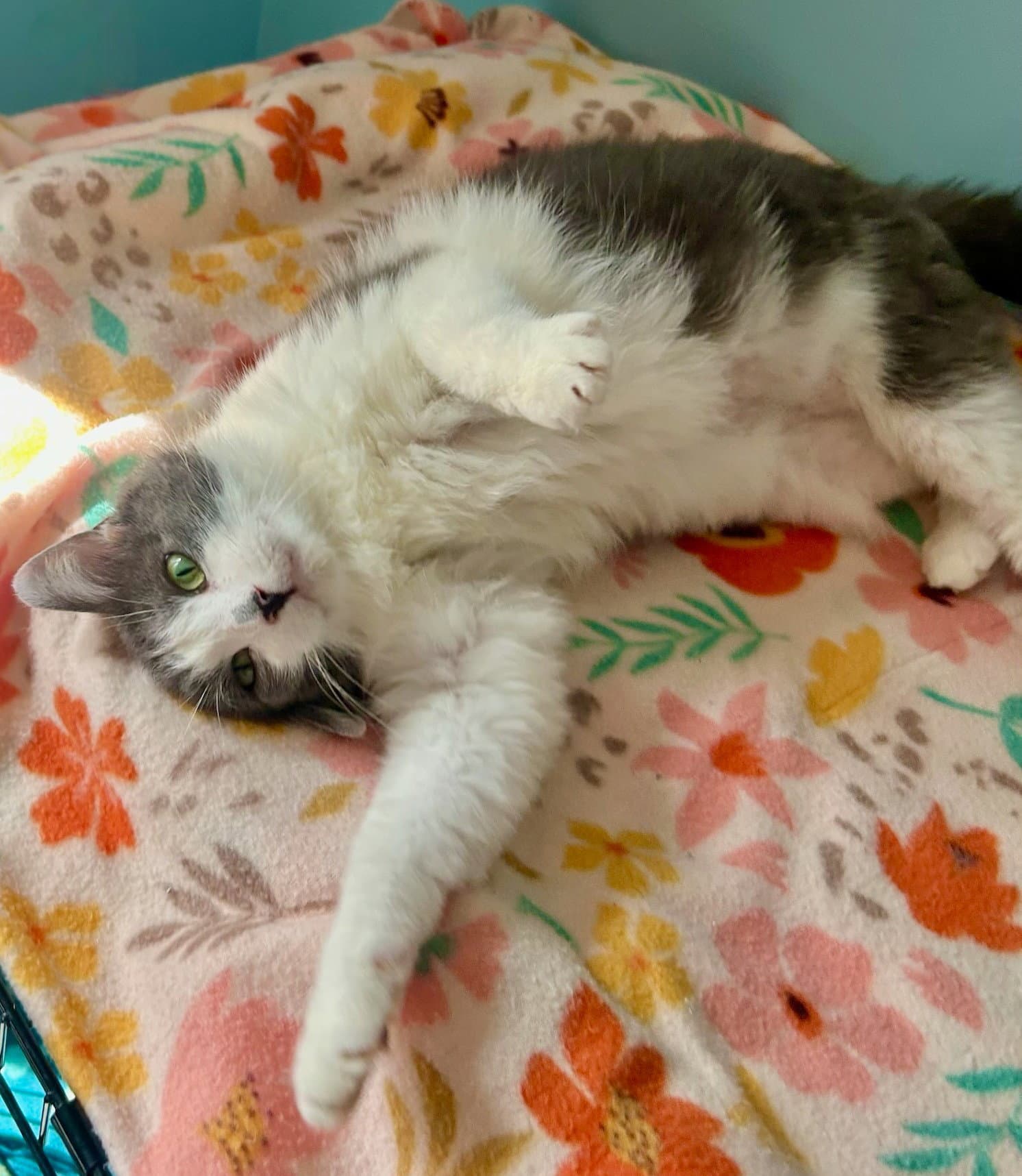 Magic - Domestic Short Hair