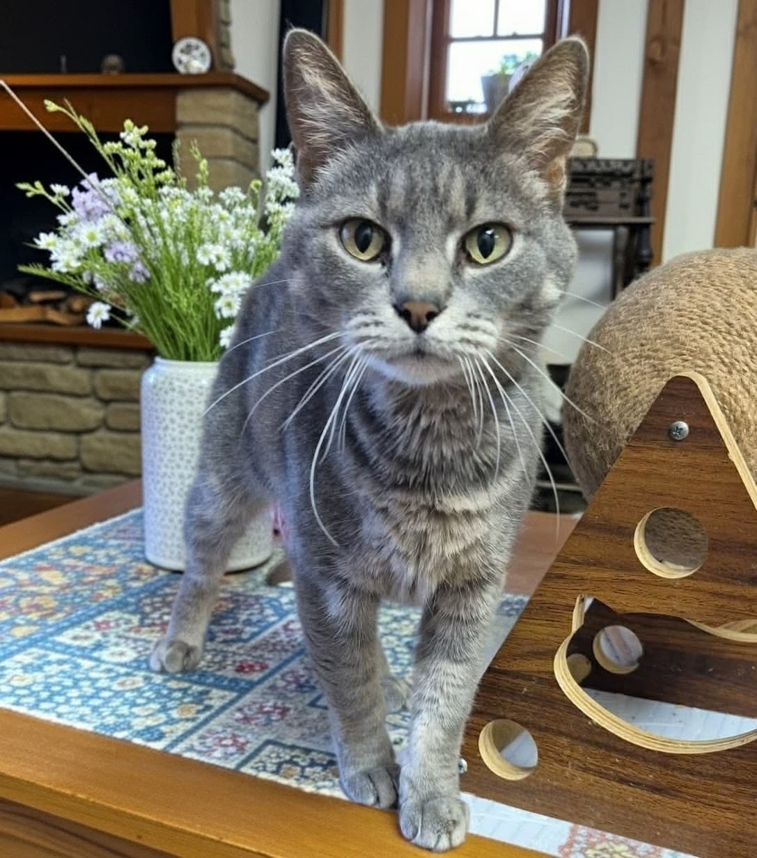 Alpaca - Domestic Short Hair