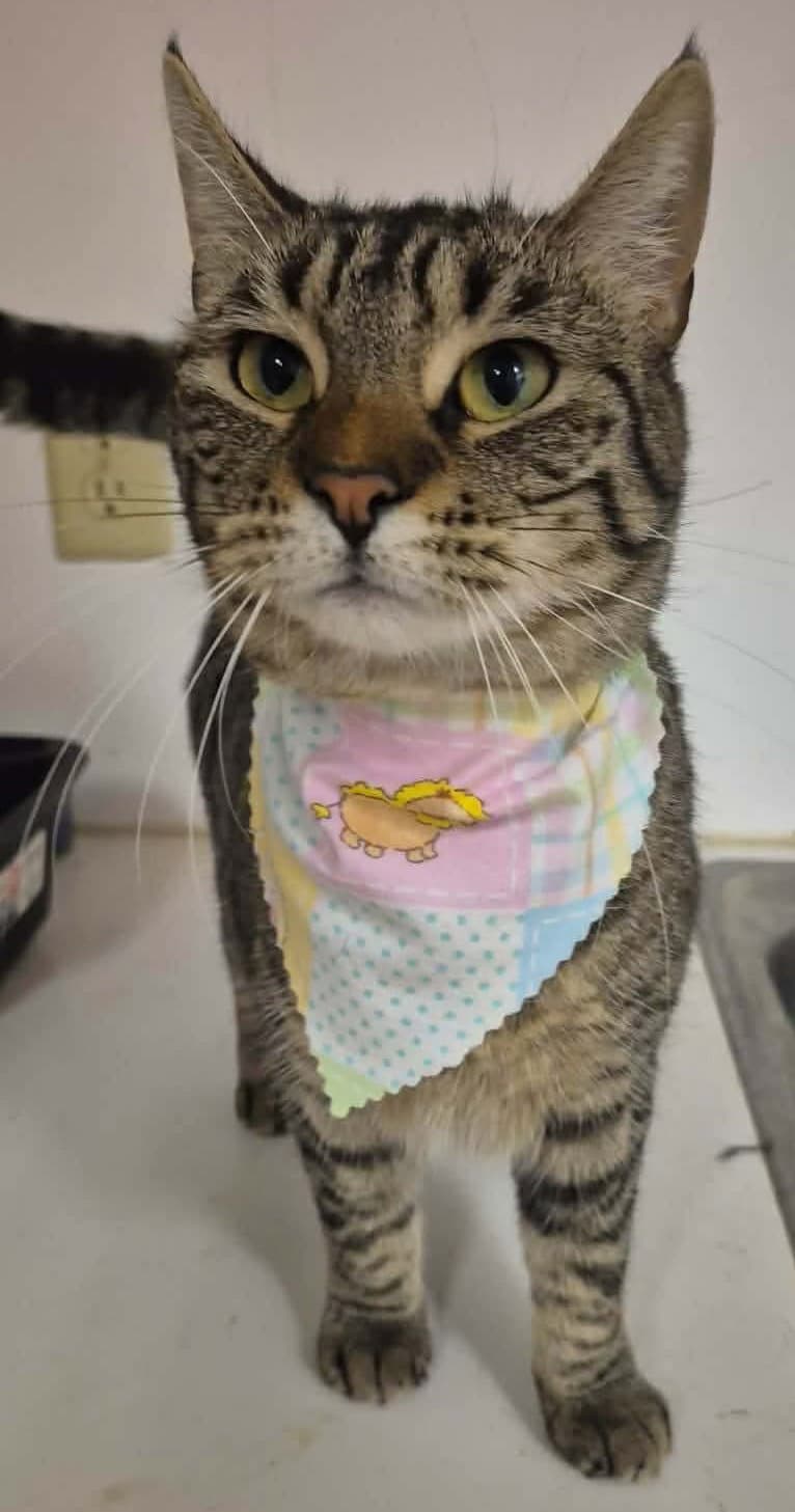 Aastra - Domestic Short Hair
