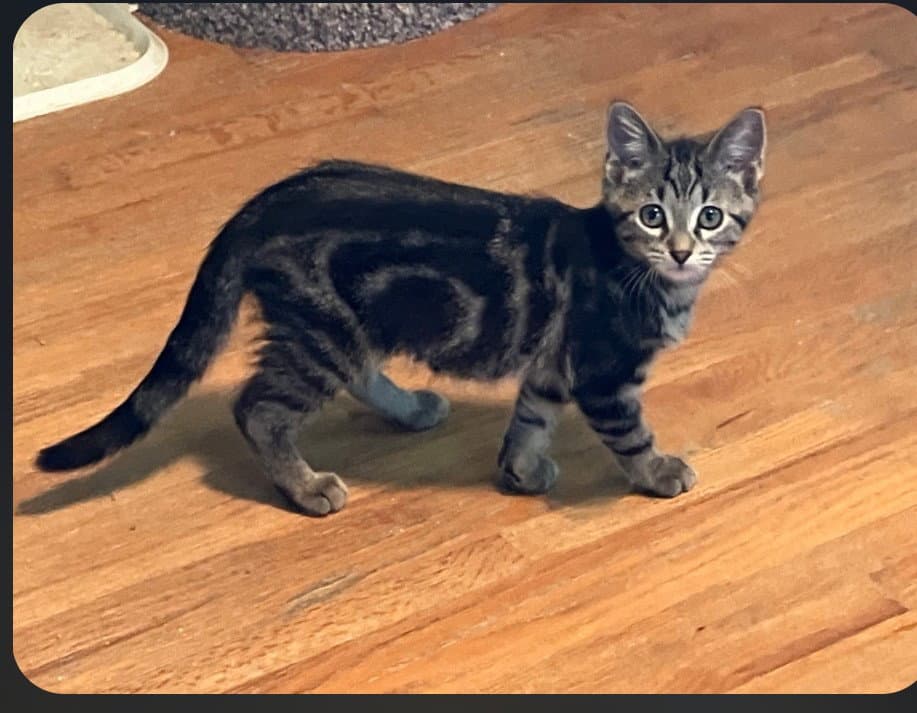 Reina - Domestic Short Hair