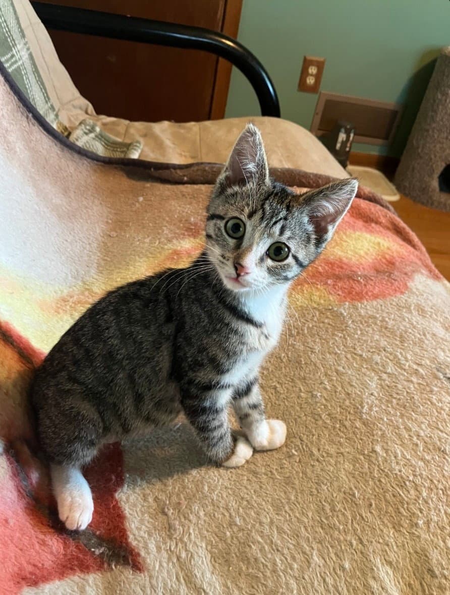 Tonks - Domestic Short Hair