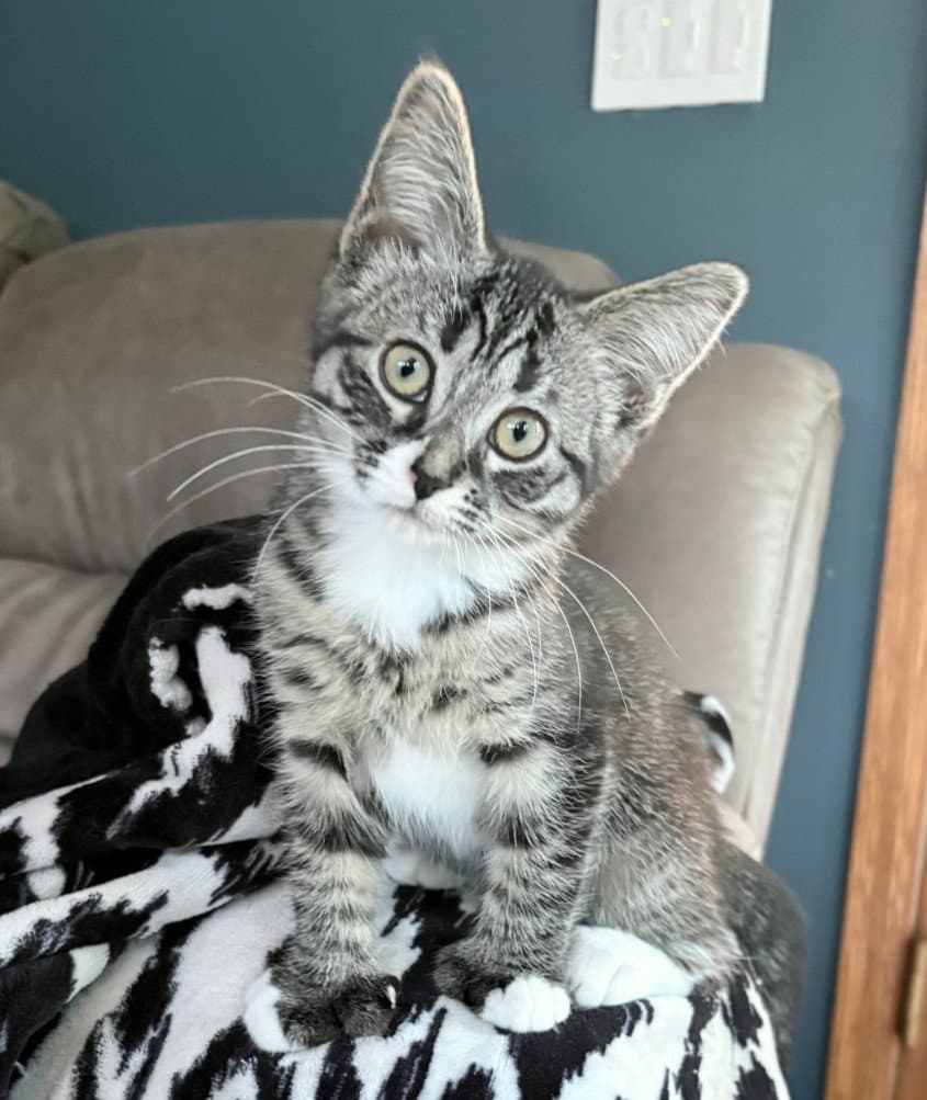 Leia - Extra-Toes Cat (Hemingway Polydactyl)