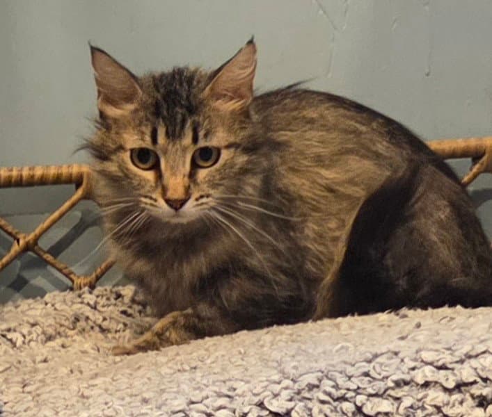 Lula-Bell - Domestic Medium Hair
