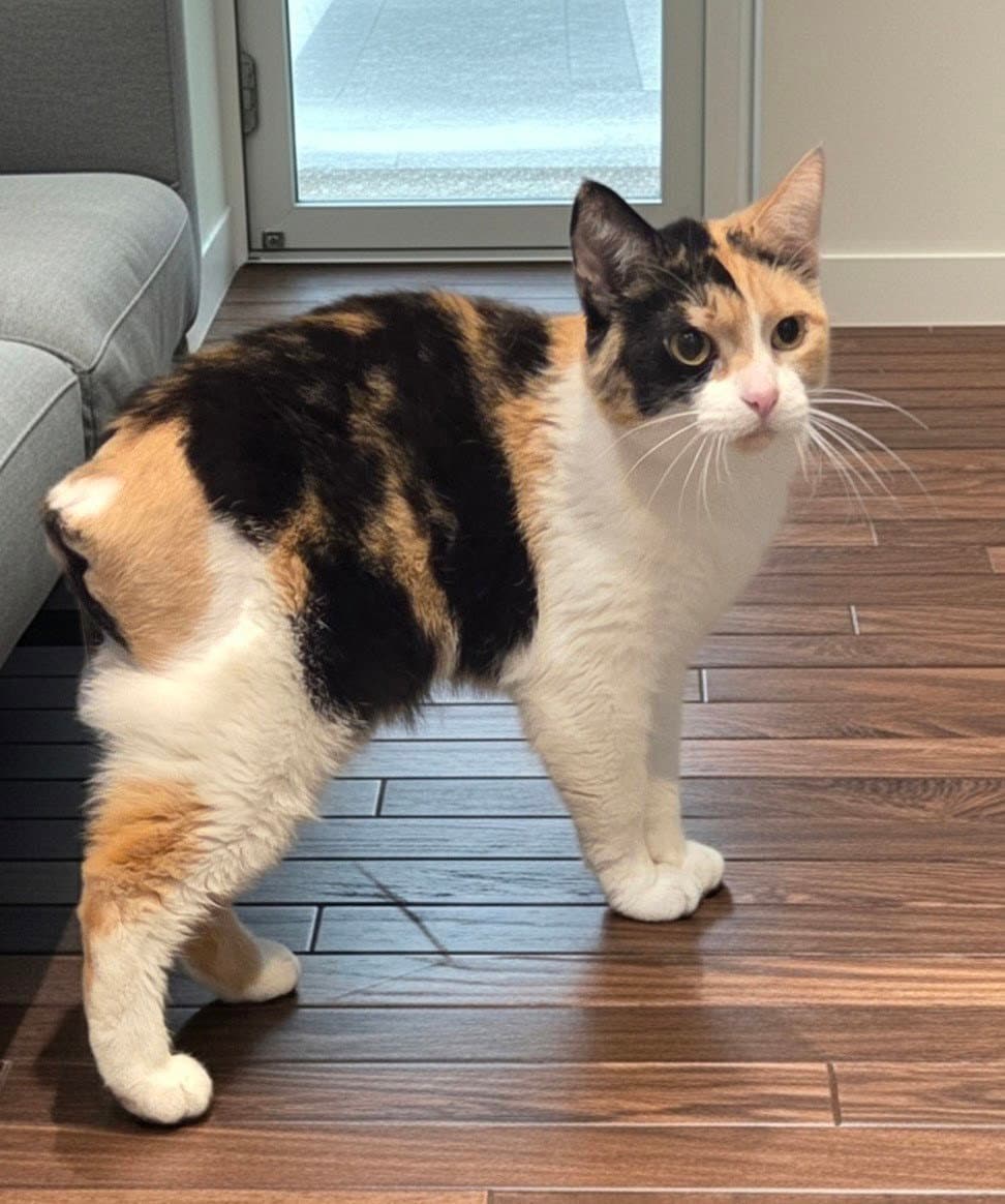 Pom Pom - Domestic Short Hair