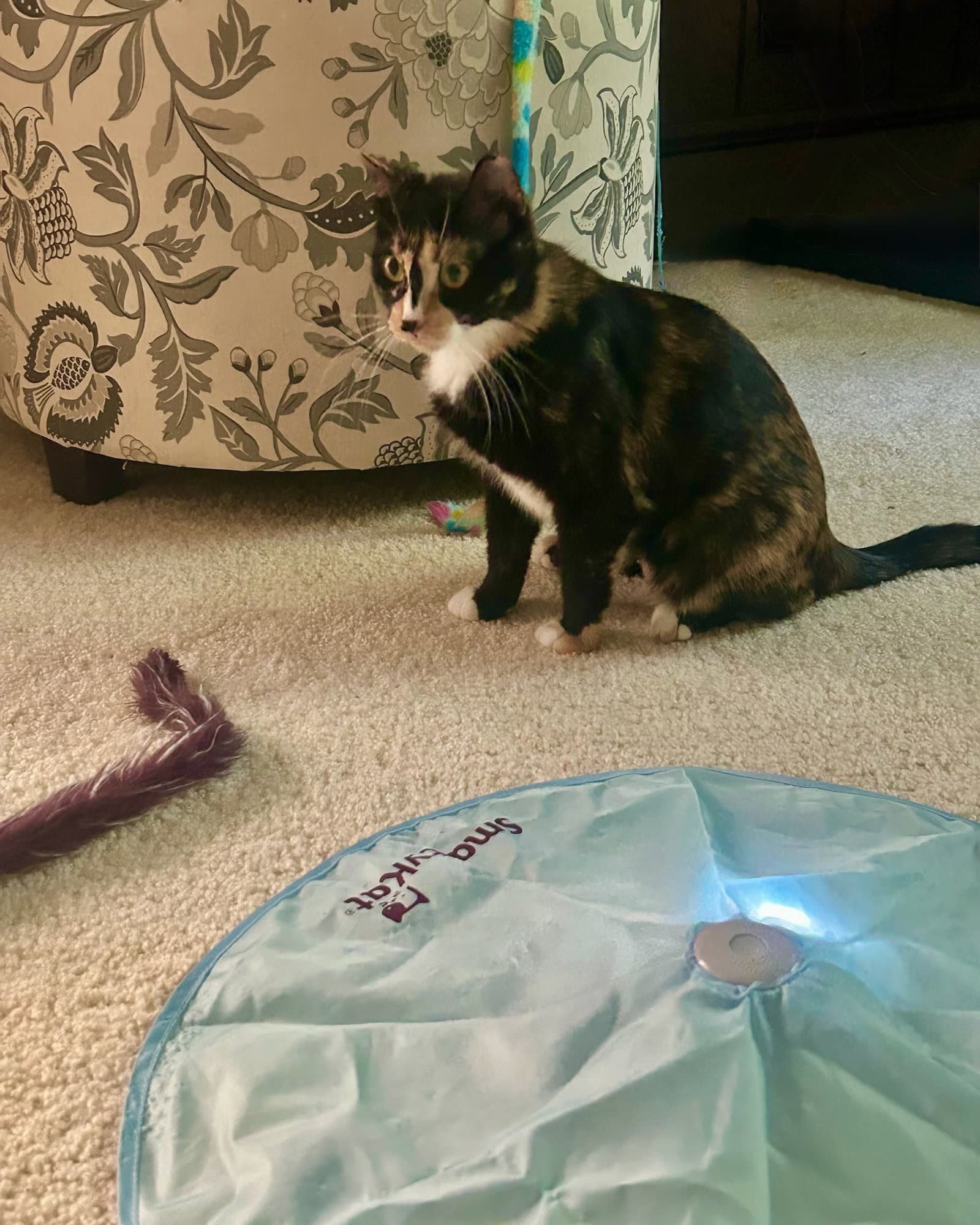 Marlowe - Domestic Short Hair