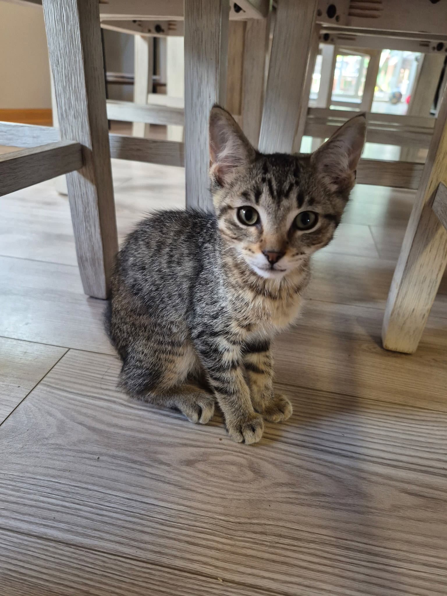 Ring-A-Ling - Domestic Short Hair