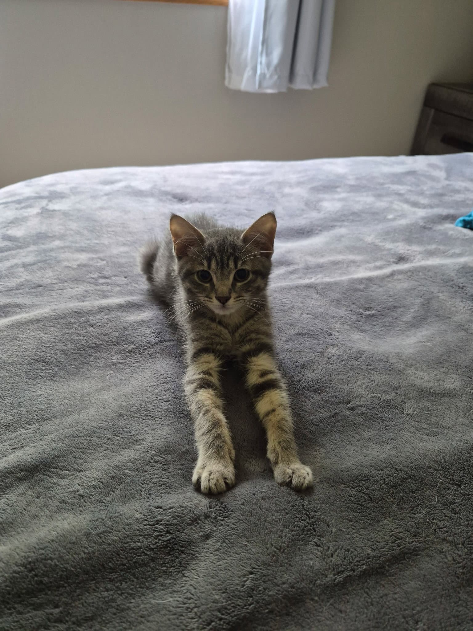 Ting-A-Ling - Domestic Short Hair