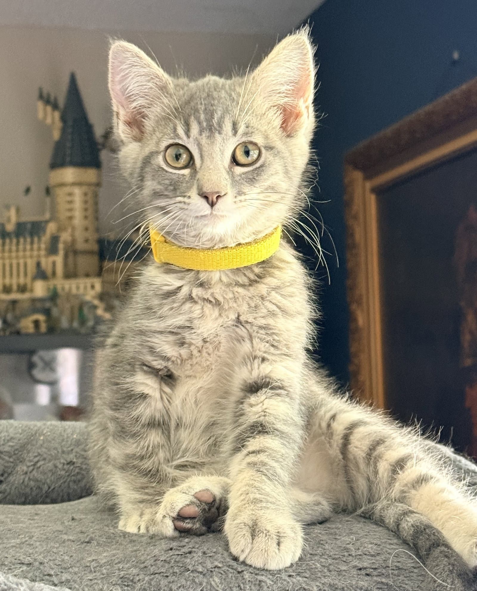 Cement - Domestic Short Hair