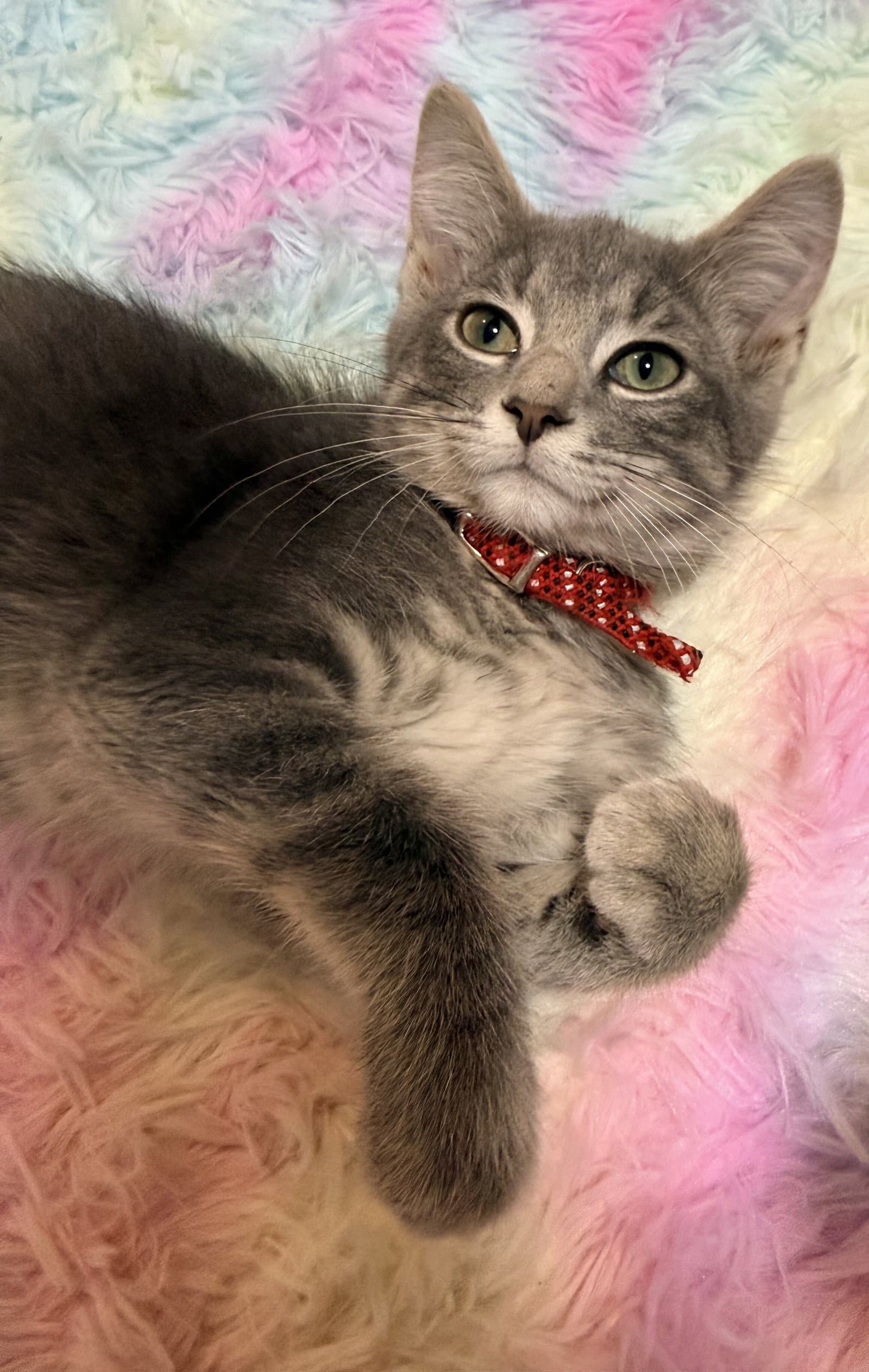 Concrete - Domestic Short Hair