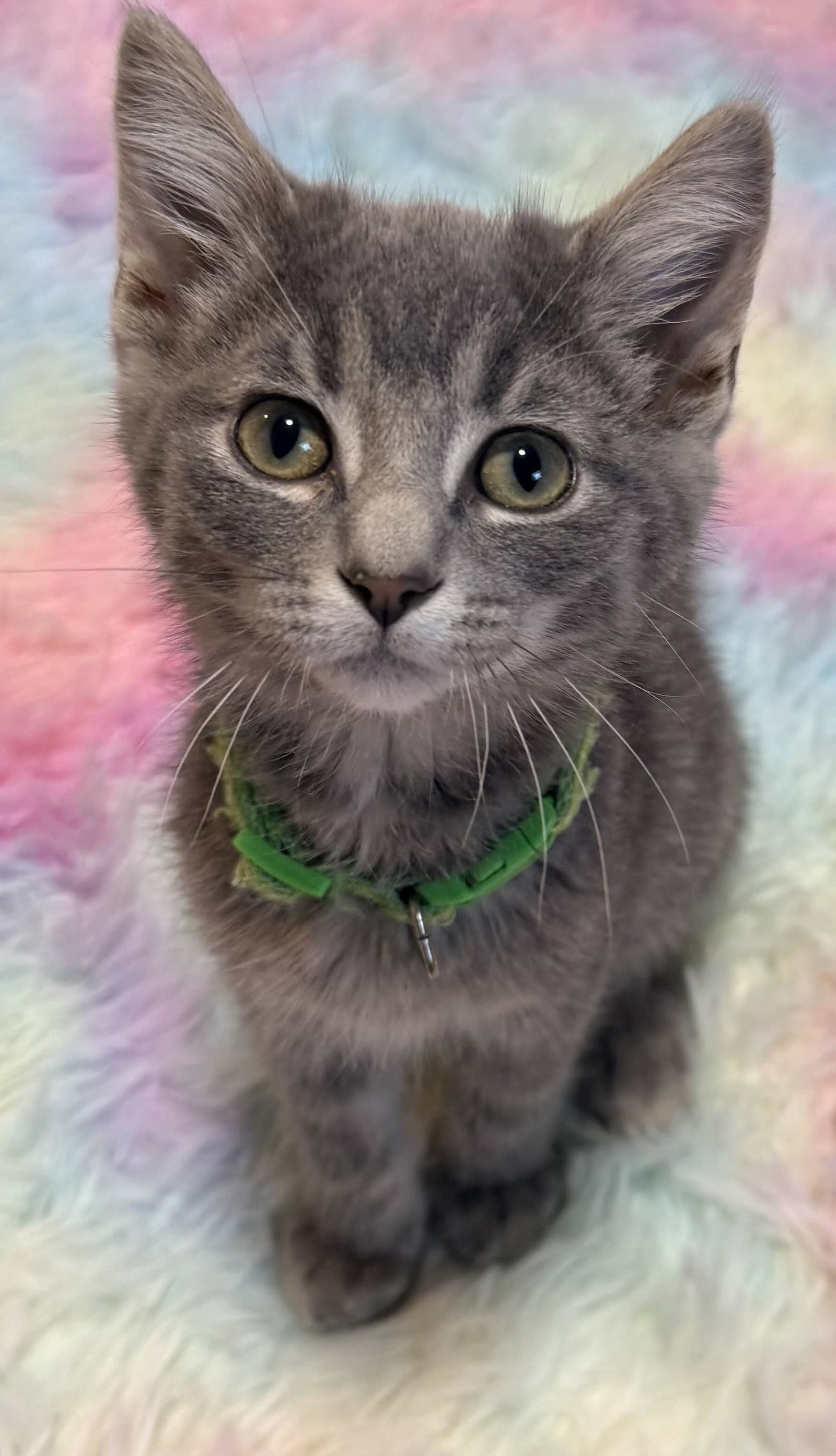 Pavement - Domestic Short Hair