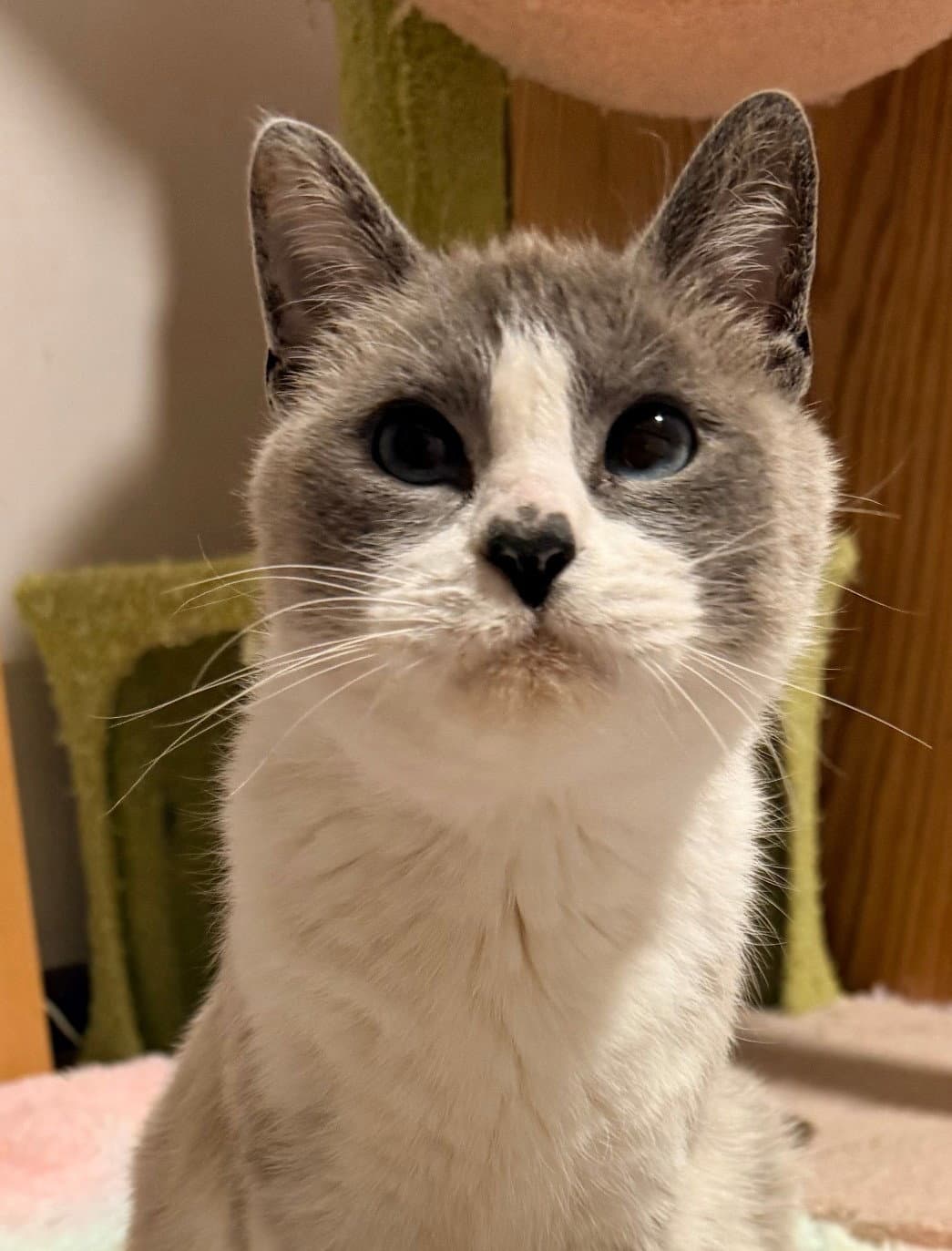 Ayla - Domestic Short Hair