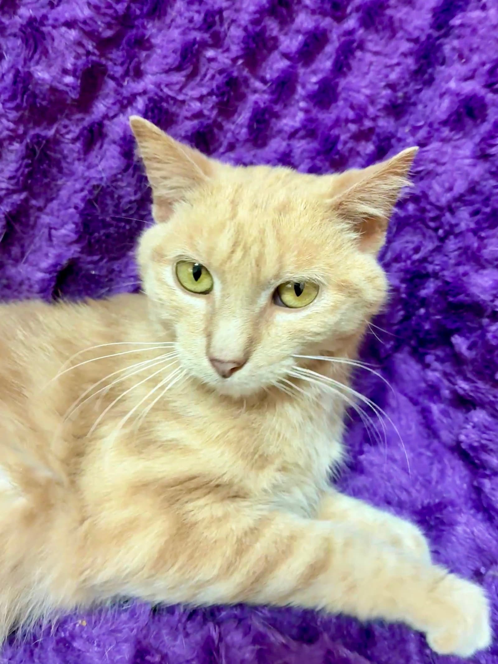 Bonk - Domestic Short Hair